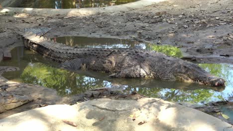 Large-and-opportunistic-saltwater-crocodile,-crocodylus-porosus-lying-on-the-muddy-flat-with-its-eyes-closed,-suddenly-open-its-eyes-and-alert-by-potential-preys,-wildlife-park-close-up-shot
