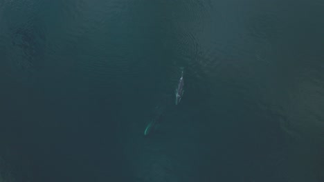 Magical-Aerial-View-above-Fin-Whales-Swimming-in-Pacific-Ocean