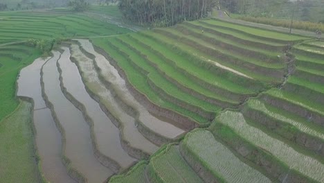 Luftaufnahme-Von-überfluteten-Reisfeldern-In-Indonesien-Während-Eines-Bewölkten-Tages-Auf-Einem-Hügel