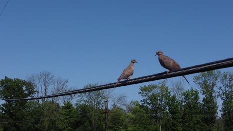 Two-birds-sitting-on-a-powerline-on-a-sunny-day-1