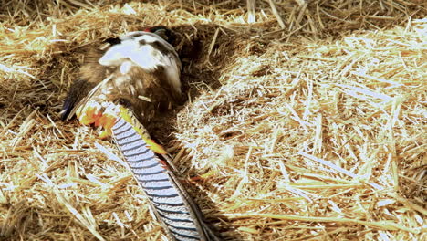 Golden-pheasant-taking-a-dust-bath,-curious-bird-behavior