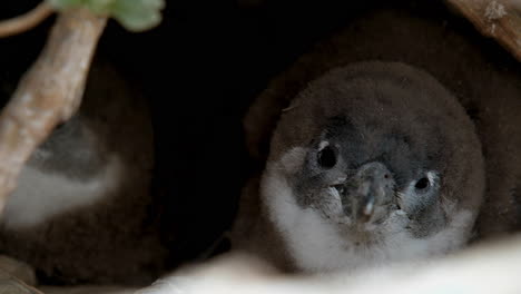 Two-adorable-fluffy-Cape-penguins-in-their-burrow,-close-up-view