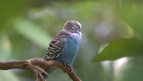 Hermoso-Periquito,-Melopsittacus-Undulatus-Con-Plumaje-Azul-Vibrante,-Posado-En-La-Rama-De-Un-árbol,-Acicalándose-Y-Arreglando-Sus-Plumas-En-Un-Entorno-De-Bosque-Verde,-Parque-De-Vida-Silvestre-Del-Santuario-De-Aves