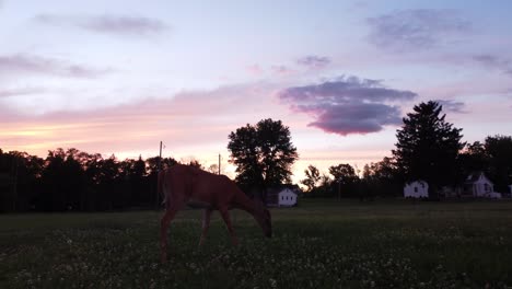 Doe-deer-in-a-field-at-sunset-10