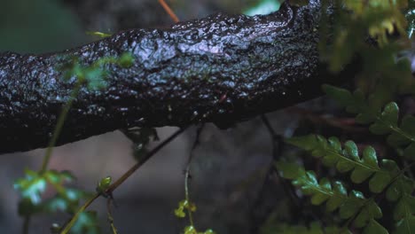 Background-of-water-dripping-from-a-piece-of-wood-in-the-forest,-close-up-of-a-wet-branch-with-no-people
