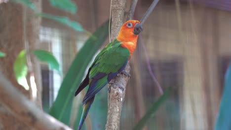 Social-bird,-jandaya-conure-parakeet,-aratinga-jandaya-perching-on-the-tree-with-beautiful-vibrant-plumage-in-an-enclosed-environment-at-bird-sanctuary-wildlife-park
