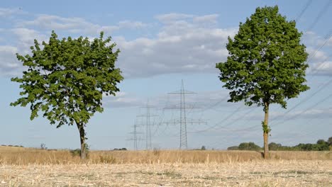 Peaceful-rural-scene-with-two-deciduous-trees-framing-distant-power-poles-behind-a-dry,-brown-grain-field