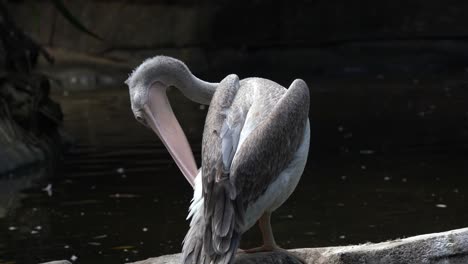Birdwatching-close-up-shot-of-a-pink-backed-pelican,-pelecanus-rufescens-with-greyish-plumage,-busy-preening-and-cleaning-feathers-with-its-bill-by-the-swamp-at-bird-sanctuary-wildlife-park