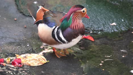 Female-mandarin-duck,-walking-up-the-shore,-male-mandarin-duck-wiggling-its-tail-with-excitement-during-mating-season,-dipping-it's-beak-into-the-water,-cleaning-and-grooming-by-the-pond