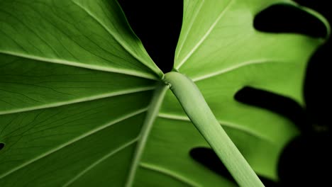 Large-Monstera-Leaf-Against-The-Black-Background.-Closeup