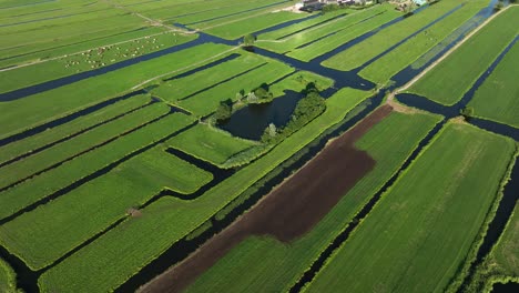 Aerial-Drone-Shot-Flying-Over-Dutch-Polder-Farm-Land