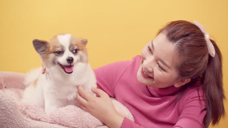 Asian-gorgeous-young-woman-playing-with-chihuahua-mix-pomeranian-dogs-for-relaxation-on-bright-yellow-background-2