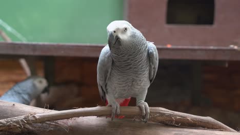 Wildlife-close-up-shot-of-a-front-facing-congo-African-grey-parrot,-psittacus-erithacus-walking-on-the-wood-log,-staring-and-looking-right-into-the-camera-at-bird-sanctuary