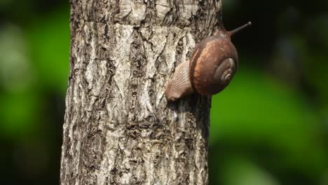 Snail-walking-in-tree-branch-