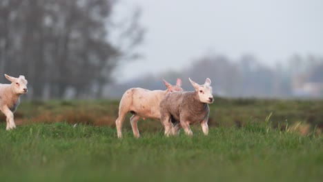 Close-up-tracking-shot-of-cute-young-lambs-running-on-green-meadow