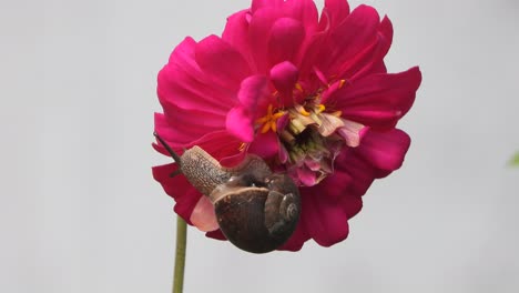 Walking-snail-in-zinnia-flower-
