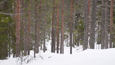Tilting-up-snowy-winter-pine-forest
