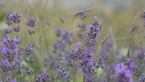 Lavendelpflanze,-Blütenpflanze-Aus-Der-Familie-Der-Lippenblütler,-Schießt-Bei-Mildem-Wind-Mit-Anderen-Gräsern-Und-Pflanzen