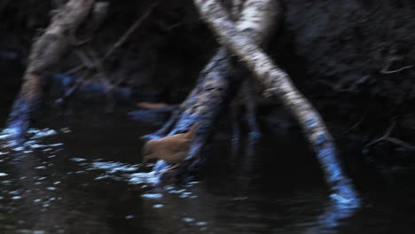Eurasian-wren-bird-walking-on-tree-roots-immersed-in-pond-then-drinks-water