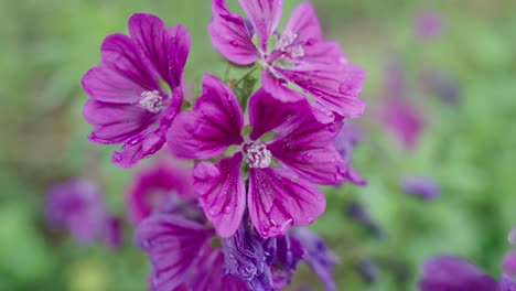 Malva-alcea-pink-flower-closeup-wet-by-rain-drops-in-garden,-handheld,-day