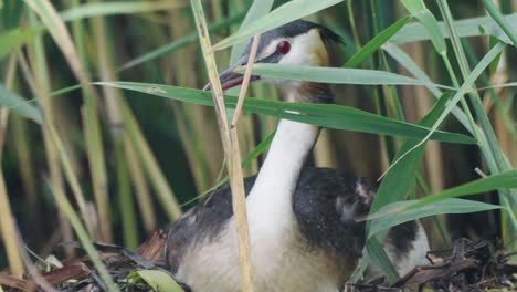 Great-crested-grebe-water-bird-hiding-behind-pond-reeds,-static,-day