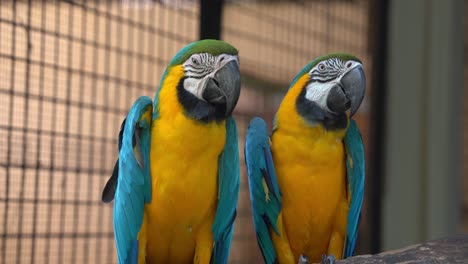 A-pair-of-blue-and-gold-macaw,-ara-ararauna-perching-side-by-side,-falling-asleep-in-an-enclosed-environment-at-Langkawi-wildlife-park,-Malaysia,-Southeast-Asia,-close-up-shot
