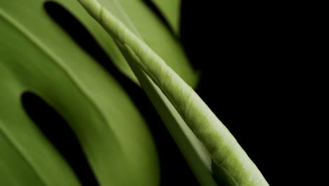 Famous-Monstera-Deliciosa-Plant-With-Unfurling-Leaf