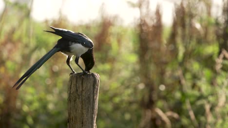 Close-up-static-shot-of-a-magpie-eating-something-stringy-off-a-wooden-post-in-the-forest-on-a-sunny-day,-slow-motion