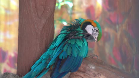 Blue-and-yellow-macaw,-ara-ararauna-with-vibrant-plumage,-preening-and-cleaning-its-beautiful-colourful-wing-feathers-at-Langkawi-wildlife-park,-Malaysia,-Southeast-Asia