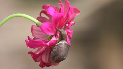 Zinnia-flower--snail-walking--cool.-