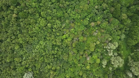 Top-Down-Static-Aerial-Drone-Shot-of-a-Beautiful-Forest-in-the-Deciduous-North-West-of-Holland