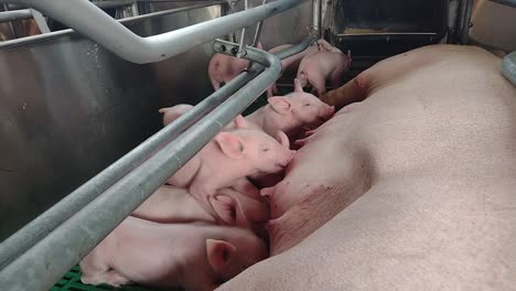 Mother-pig-feeding-her-baby-piglets,-farrowing-crates-in-pig-farms