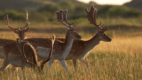 Beautiful-close-up-shot-of-a-herd-of-fallow-deer-with-giant-antlers-,-trotting-and-running-through-a-sun-kissed-field-in-the-late-afternoon,-slow-motion