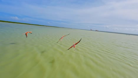 Spectacular-fpv-tracking-shot-of-flying-wild-pink-flamingos-over-tropical-sea-in-sunlight