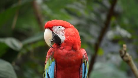 Red-parrot,-standing-on-a-tree-branch-with-blurred-tree-in-background