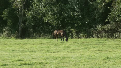 Grazing-Horse-In-Idyllic-Green-Meadows-With-Dense-Trees