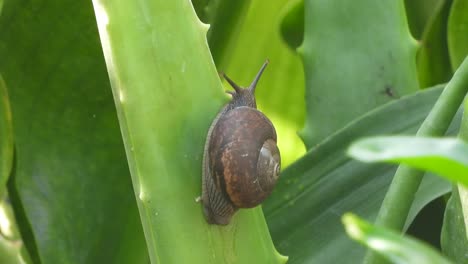 Snail-in-Aloe-vera-branch---walking-