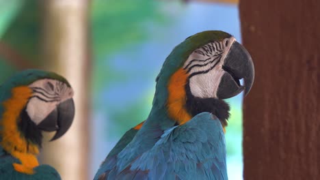 Two-beautiful-blue-and-yellow-macaw,-ara-ararauna-with-colourful-plumage,-perching-side-by-side,-taking-an-afternoon-nap-during-the-day,-wildlife-close-up-shot