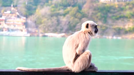 Monkey-is-enjoying-the-view-on-the-large-water-area-with-settlement-visible-in-background