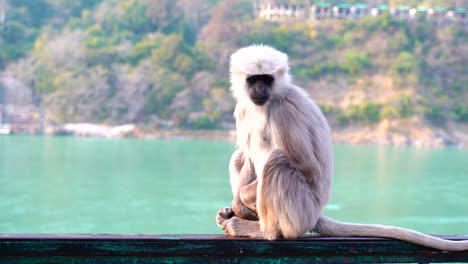 Monkey-is-enjoying-the-view-on-the-large-water-area-with-house-settlement-visible-in-background