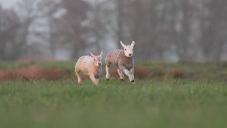 Several-happy-newborn-lambs-running-and-jumping-together-on-grass-field,close-up-slow-motion