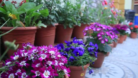 Colorful-flowers-located-in-pot-holders-in-the-backyard