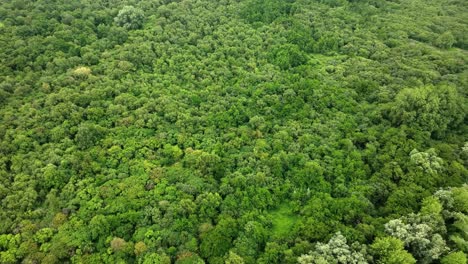 Aerial-Drone-Shot-Flying-Over-Vast-Dutch-Deciduous-Forest