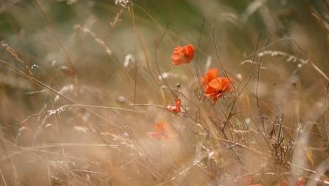 Beautiful-Cinematic-Static-Shot-of-Red-Poppies-Blowing-in-the-Wind