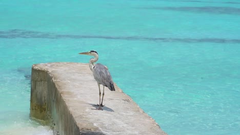 Bird-walks-down-concrete-jetty-over-blue-tropical-water-before-taking-flight