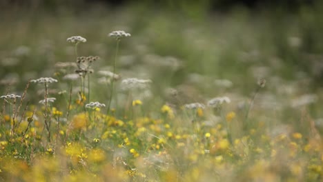 Schöne-Filmische-Cloe-Up-Aufnahme,-Die-Den-Fokus-Auf-Kleine-Weiße-Blumen-Richtet