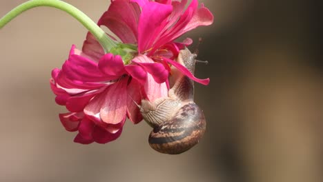 Snail-in-ZInnia-Flower---walking-
