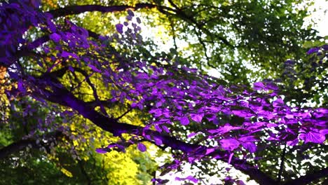 Hojas-De-árboles-De-Diferentes-Colores-Bellamente-Iluminadas-Durante-El-Festival-De-La-Luz-En-El-Parque