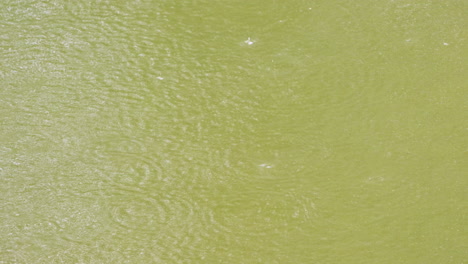 Close-up-of-rain-dripping-in-an-algae-rich-river