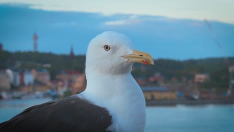 Close-up-of-seagull,-standing-near-the-beach-with-the-city-coast-line-visible-in-background